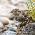 Haussperling (Passer domesticus)