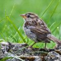 Haussperling (Passer domesticus) Jungvogel