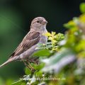 Haussperling (Passer domesticus) Weibchen