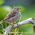 Haussperling (Passer domesticus)