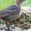 Amsel (Turdus merula) Weibchen in der Mauser