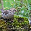 Haussperling (Passer domesticus) Jungvogel