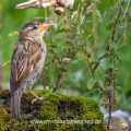 Haussperling (Passer domesticus) Weibchen