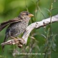 Haussperling (Passer domesticus) Weibchen nach dem Baden