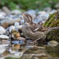 Haussperling (Passer domesticus) Weibchen