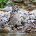Haussperlinge (Passer domesticus) beim Baden