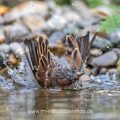 Haussperling (Passer domesticus) badendes Männchen