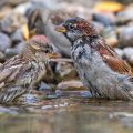 Haussperlinge (Passer domesticus) beim Baden