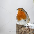 Rotkehlchen (Erithacus rubecula)