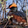 Ohrentaucher (Podiceps auritus)