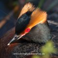 Ohrentaucher (Podiceps auritus)