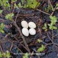Ohrentaucher (Podiceps auritus) Gelege