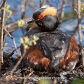 Ohrentaucher (Podiceps auritus)