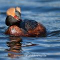 Ohrentaucher (Podiceps auritus)