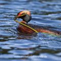 Ohrentaucher (Podiceps auritus) mit Nistmaterial