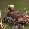 Ohrentaucher (Podiceps auritus)
