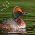 Ohrentaucher (Podiceps auritus)