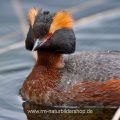 Ohrentaucher (Podiceps auritus)