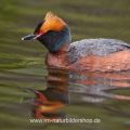 Ohrentaucher (Podiceps auritus)