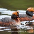 Ohrentaucher (Podiceps auritus)