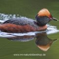 Ohrentaucher (Podiceps auritus)