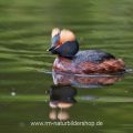 Ohrentaucher (Podiceps auritus)