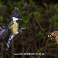 Kohlmeise (parus major)