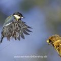 Kohlmeise (parus major)