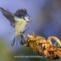 Blaumeise (Cyanistes caeruleus)  beim Landeanflug