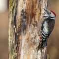 Mittelspecht (Leiopicus medius)