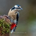 Buntspecht (Dendrocopos major) Weibchen