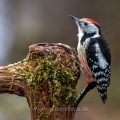 Mittelspecht (Leiopicus medius)