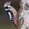 Mittelspecht (Dendrocopos medius)