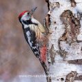 Mittelspecht (Dendrocopos medius)