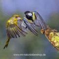 Grünfink (Carduelis chloris) Männchen und Kohlmeise