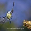 Blaumeise (Cyanistes caeruleus) beim Landeanflug