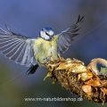 Blaumeise (Cyanistes caeruleus) beim Landeanflug
