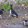 Mehlschwalbe (Delichon urbica) sammelt Nistmaterial