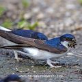 Mehlschwalbe (Delichon urbica) sammelt Nistmaterial