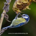 Blaumeise (Cyanistes caeruleus)