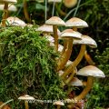 Pilze im Wald an morschem Baumstamm
