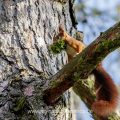 Eichhörnchen (Sciurus vulgaris) mit Nestmaterial