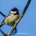 Tannenmeise (Periparus ater)