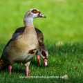 Nilgänse (Alopochen aegyptiacus)