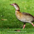Nilgans (Alopochen aegyptiacus)