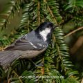 Tannenmeise (Periparus ater)