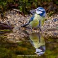 Blaumeise (Cyanistes caeruleus) am Vogelbad