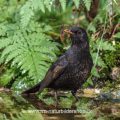 Amsel (Turdus merula) Männchen