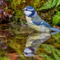 Blaumeise (Cyanistes caeruleus) am Vogelbad
