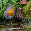 Rotkehlchen (Erithacus rubecula)